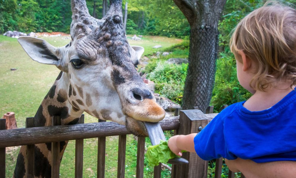 Explore the Best Zoos, Animal Farms, and Aquariums in Fayetteville